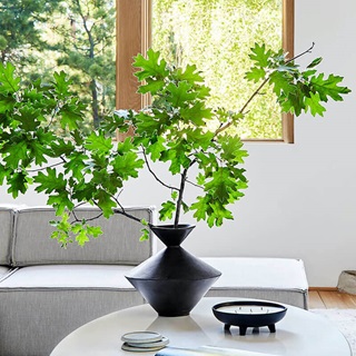 Plant on table in Emily Hendersons home