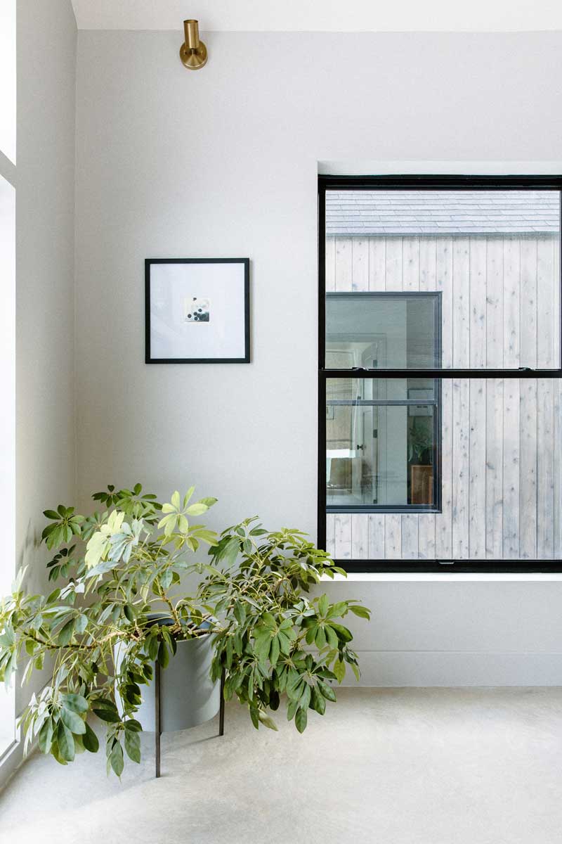 An interior view of a dwarf umbrella tree in the corner surrounded by two Marvin Essential windows with lots of natural light. Through the right window one you can see through to the adjacent building showing the open sightlines of the architecture.