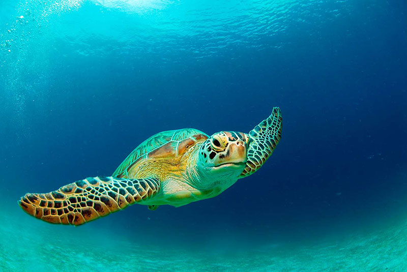 Sea Turtle Swimming in Ocean